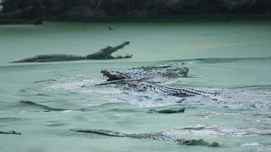 Crocodilo mata mulher em rio na Indonésia