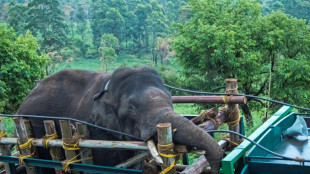 Inde: capture d'un éléphant sauvage meurtrier et amateur de riz