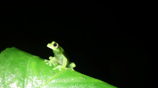 Cumbre de especies amenazadas debate medidas para salvar a tortugas y ranas de cristal