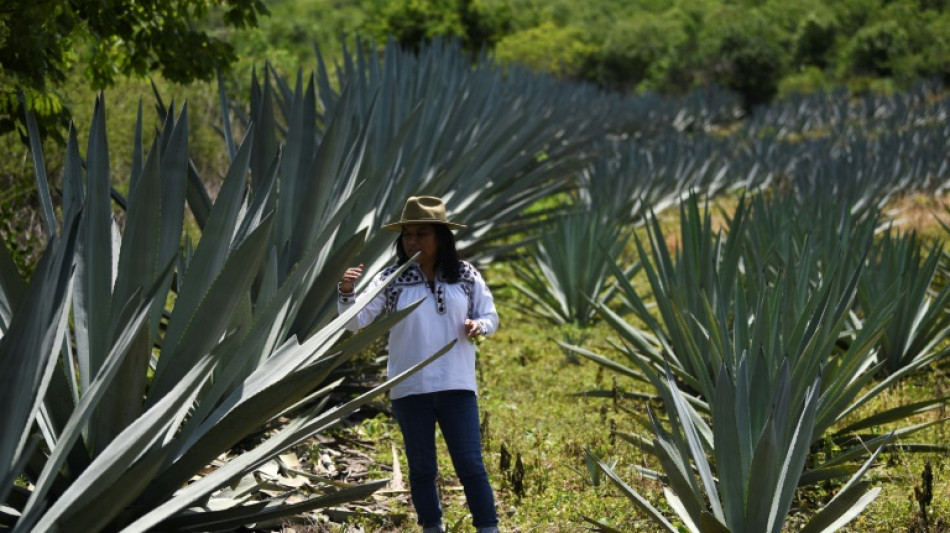 Craft distillers fear mezcal will become victim of own success