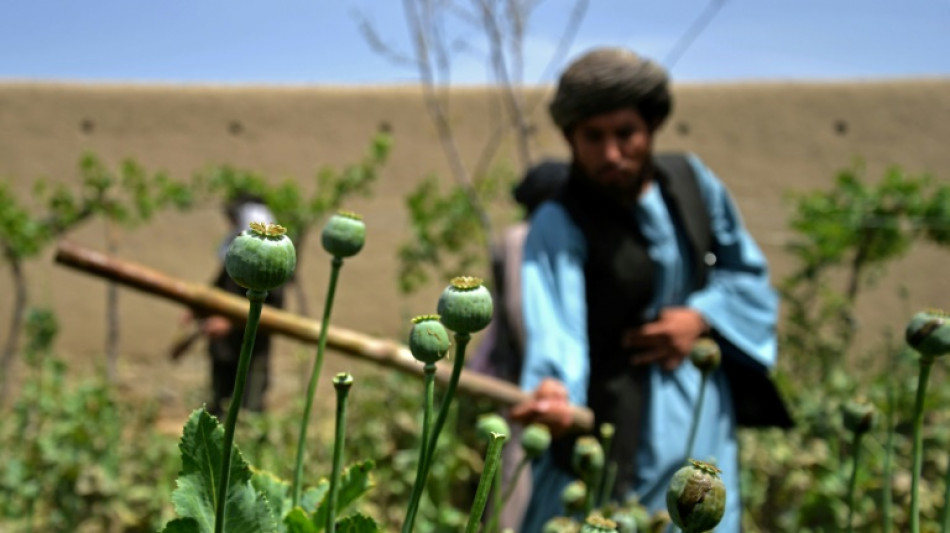 Los agricultores afganos lamentan el veto talibán a la amapola del opio