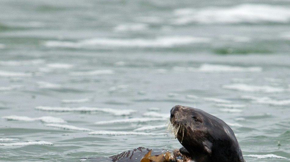 Zehntausende unterschreiben Petition gegen Abschuss von Fischottern in Bayern