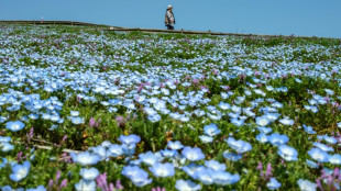 Casi cuatro millones de casas abandonadas en Japón