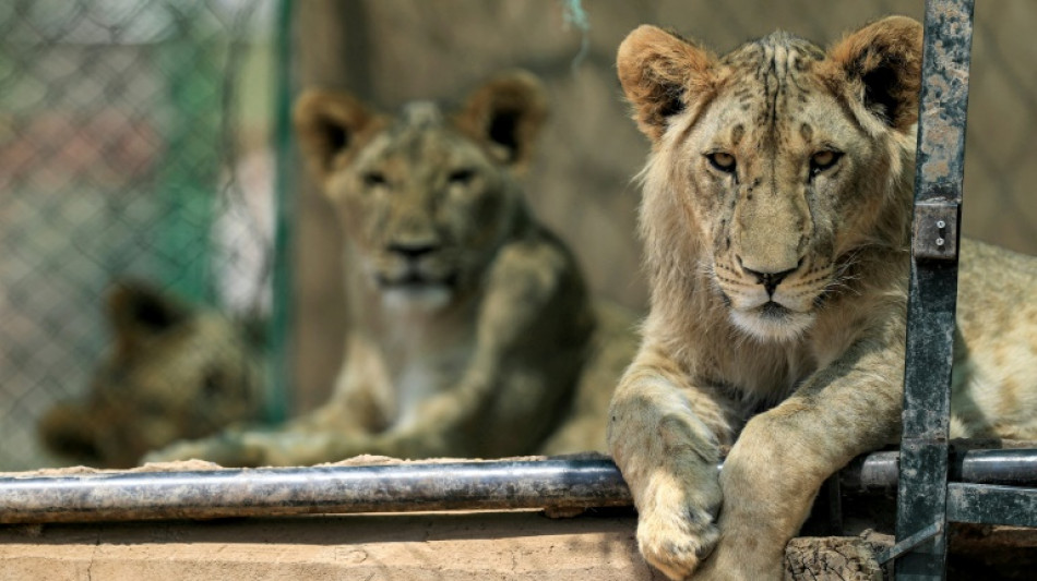 Un puñado de voluntarios, al rescate de los leones en Sudán