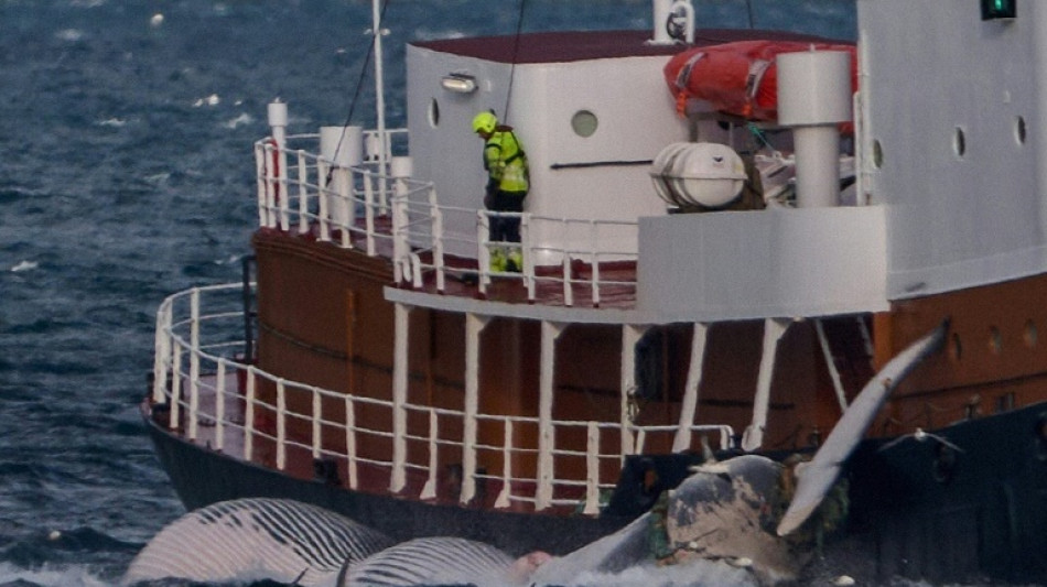 Islande: fin de la saison de chasse à la baleine, 24 baleines tuées