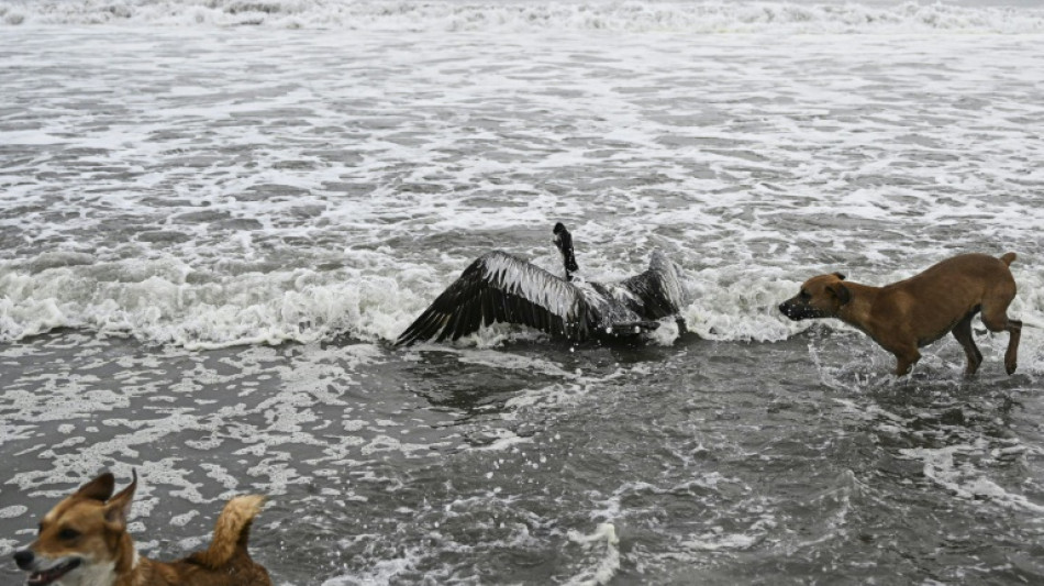 Peru slaughters more than 37,000 poultry after bird flu outbreak