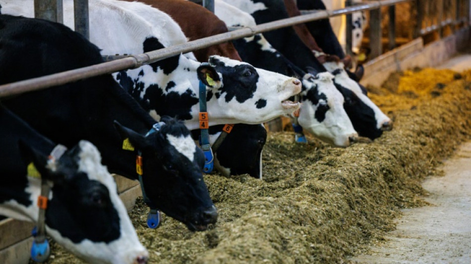 Lemke: Bauern brauchen gestärkte Position bei Preisverhandlungen mit Handel