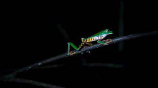 Ranas endémicas son principal atracción en cordillera Escalera en Perú