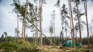 Erzeugerpreise für Rohholz erstmals seit 2015 gestiegen