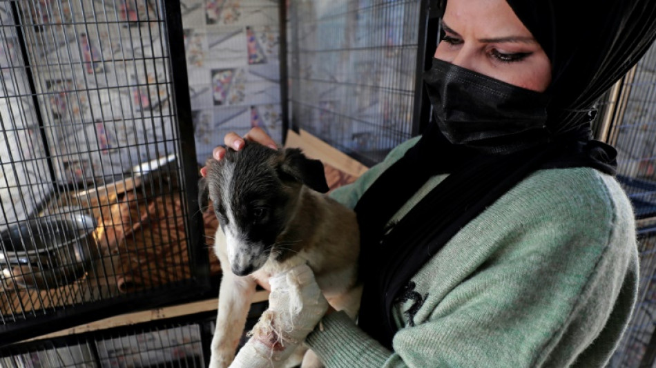 Au chevet des animaux errants à Bagdad: un coeur gros comme ça mais zéro soutien