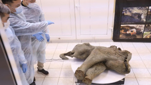 La Russie expose un petit mammouth quasi intact de 50.000 ans