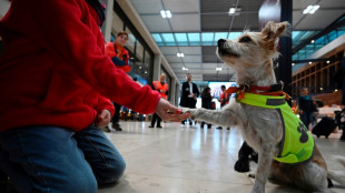 Una "patrulla canina" calma a los viajeros en el aeropuerto de Berlín