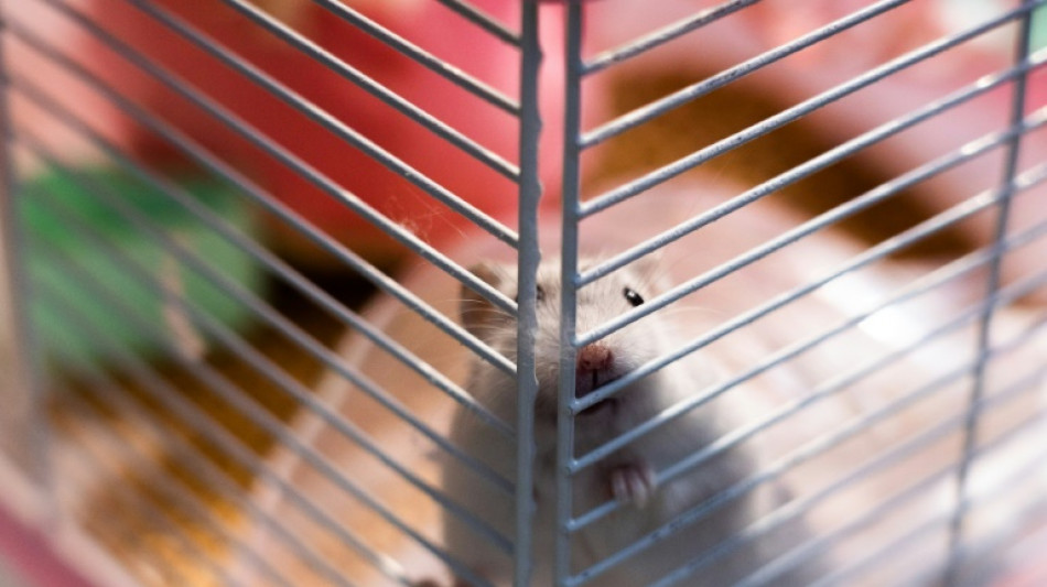 Hong Kong to resume hamster imports a year after mass cull