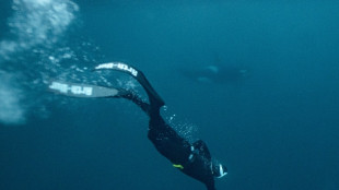 In Norway's icy seas, freediver dances with killer whales