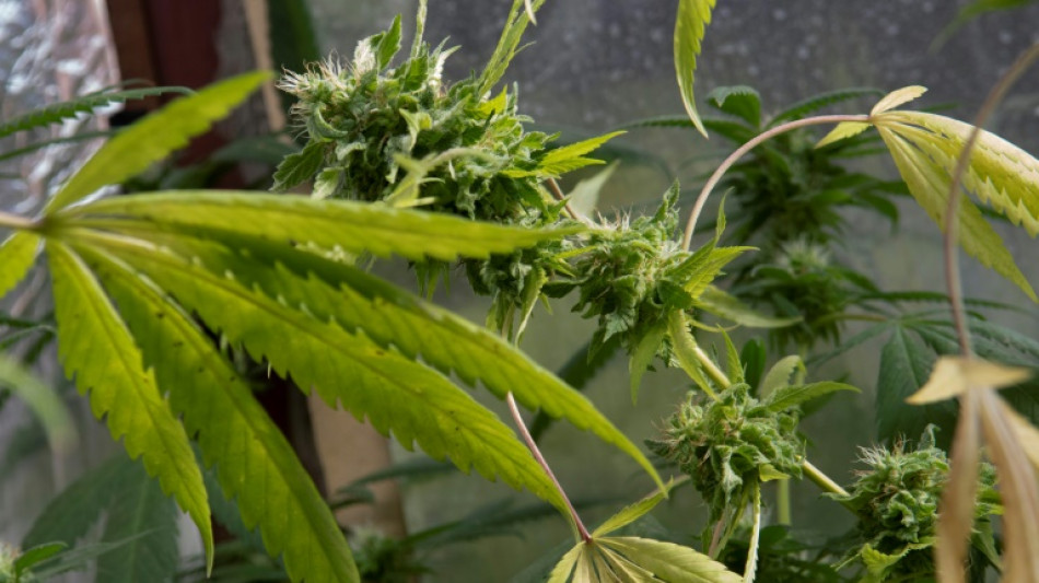 Cannabisplantage mit über tausend Pflanzen in niedersächsischer Scheune entdeckt