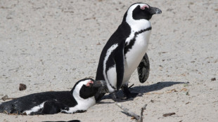 'Critically endangered' African penguins just want peace and food