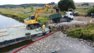 Polen macht Algenblüte für Fischsterben in der Oder verantwortlich