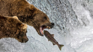 Chunky champ: Fat Bear Week winner is crowned