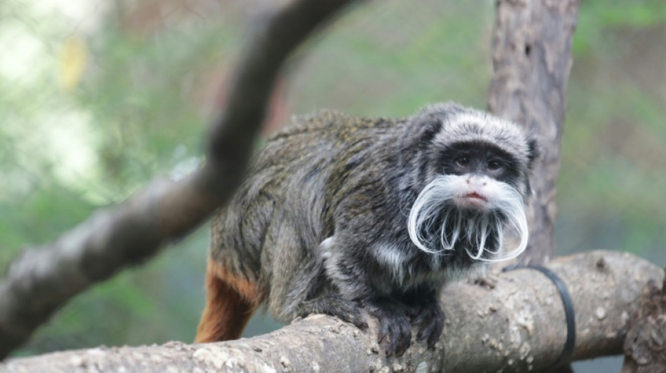 In latest incident at Dallas Zoo, two monkeys feared stolen