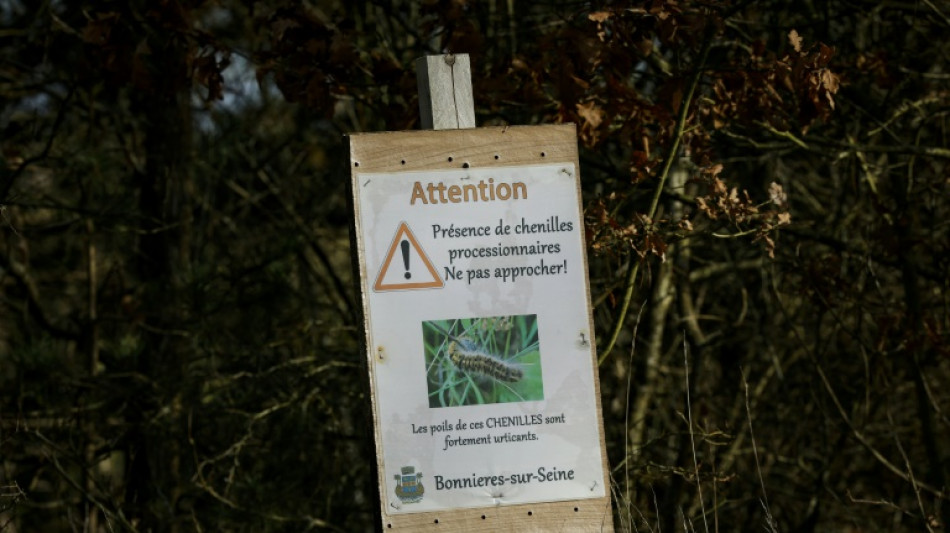 Avec les hivers doux, l'inquiétante progression des chenilles urticantes en France