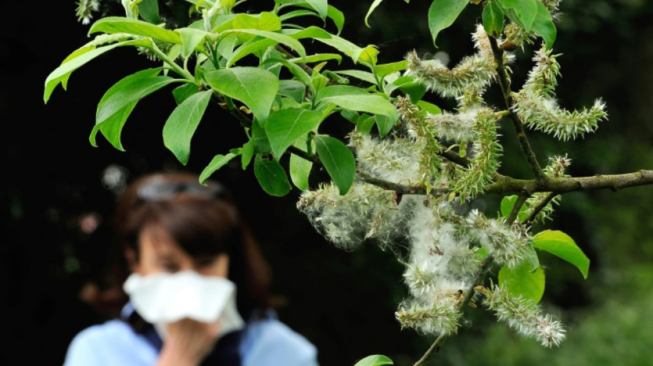 Deutscher Wetterdienst: Haselpollen fliegen im Südwesten