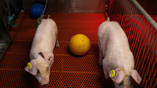 A US farm breeds pigs for human kidney transplants